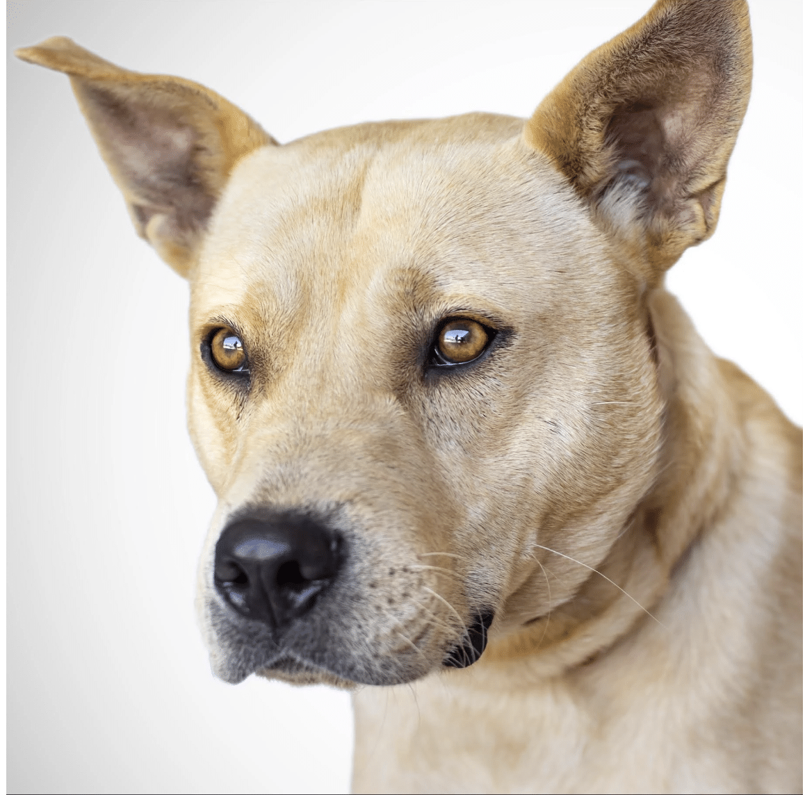 Heashot of Jocko, a 2 yr old blonde labrador pitbull mix available for adoption at Marley's Mutts in Tehapachi, CA
